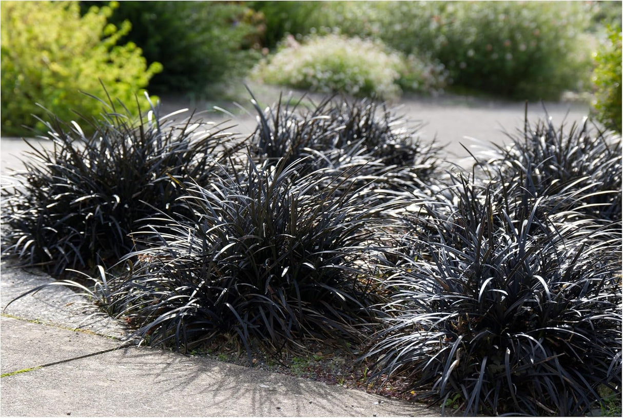 Iarba Neagra (Ophiopogon planiscapus Niger), planta perena cu frunze negre, lucioase, de ghiveci sau borduri