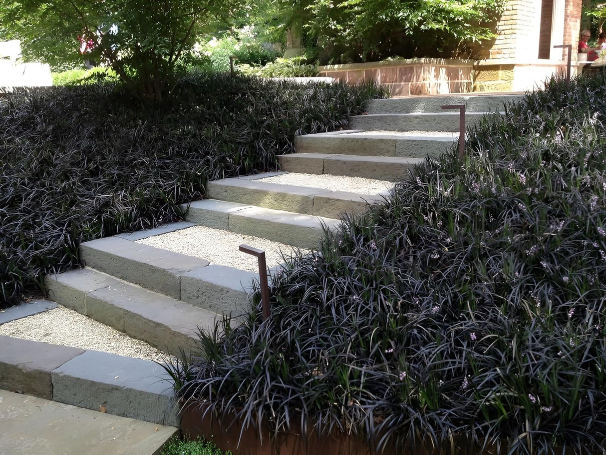 Iarba Neagra (Ophiopogon planiscapus Niger), planta perena cu frunze negre, lucioase, de ghiveci sau borduri