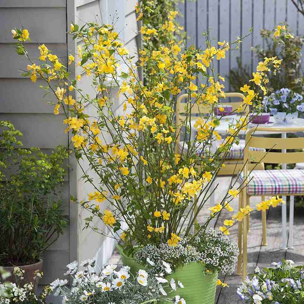 Teisor Kerria japonica Golden Guinea, arbust ornamental cu inflorire galbena abundenta primavara, rezistent la ger