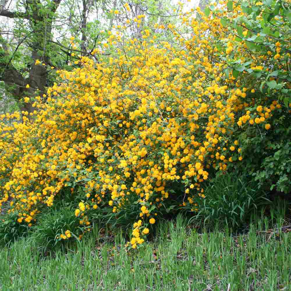 Teisor Kerria japonica Golden Guinea, arbust ornamental cu inflorire galbena abundenta primavara, rezistent la ger