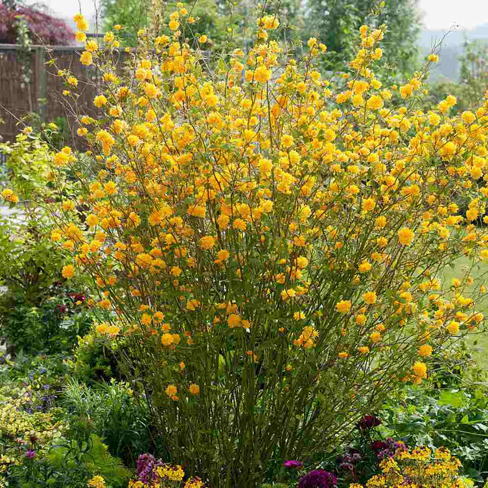 Teisor Kerria japonica Golden Guinea, arbust ornamental cu inflorire galbena abundenta primavara, rezistent la ger