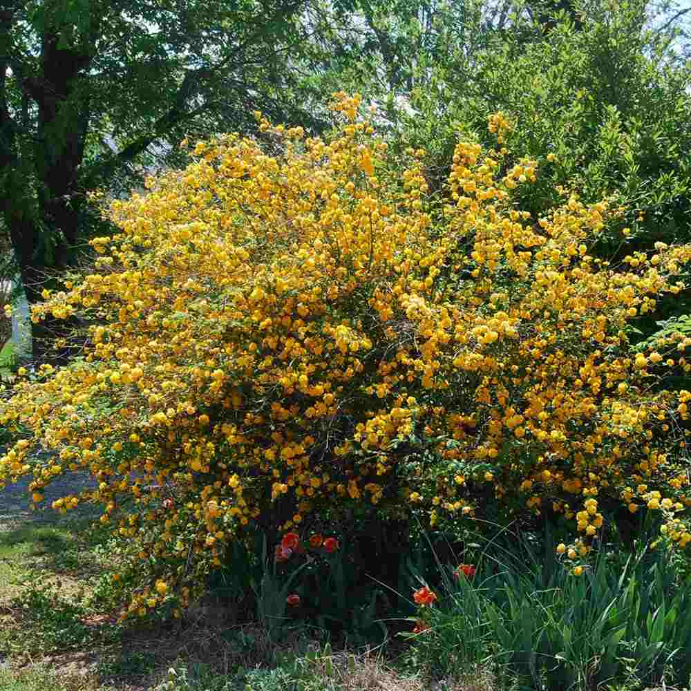 Teisor Kerria japonica Pleniflora, arbust ornamental cu flori duble bogate galbene, rezistent la ger pentru gradina