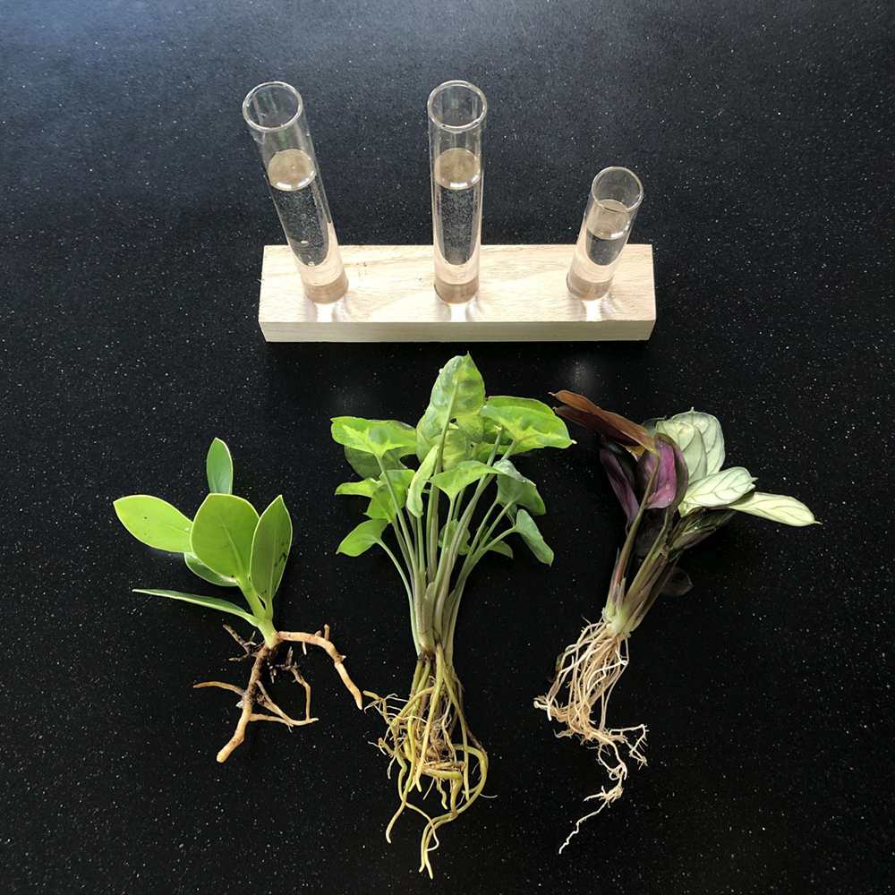 Kit complet "prima mea planta hidroponica'', cutie cadou plante hidroponice, set decorativ cu 3 pahare si suport din lemn, crestere fara pamant, pentru incepatori