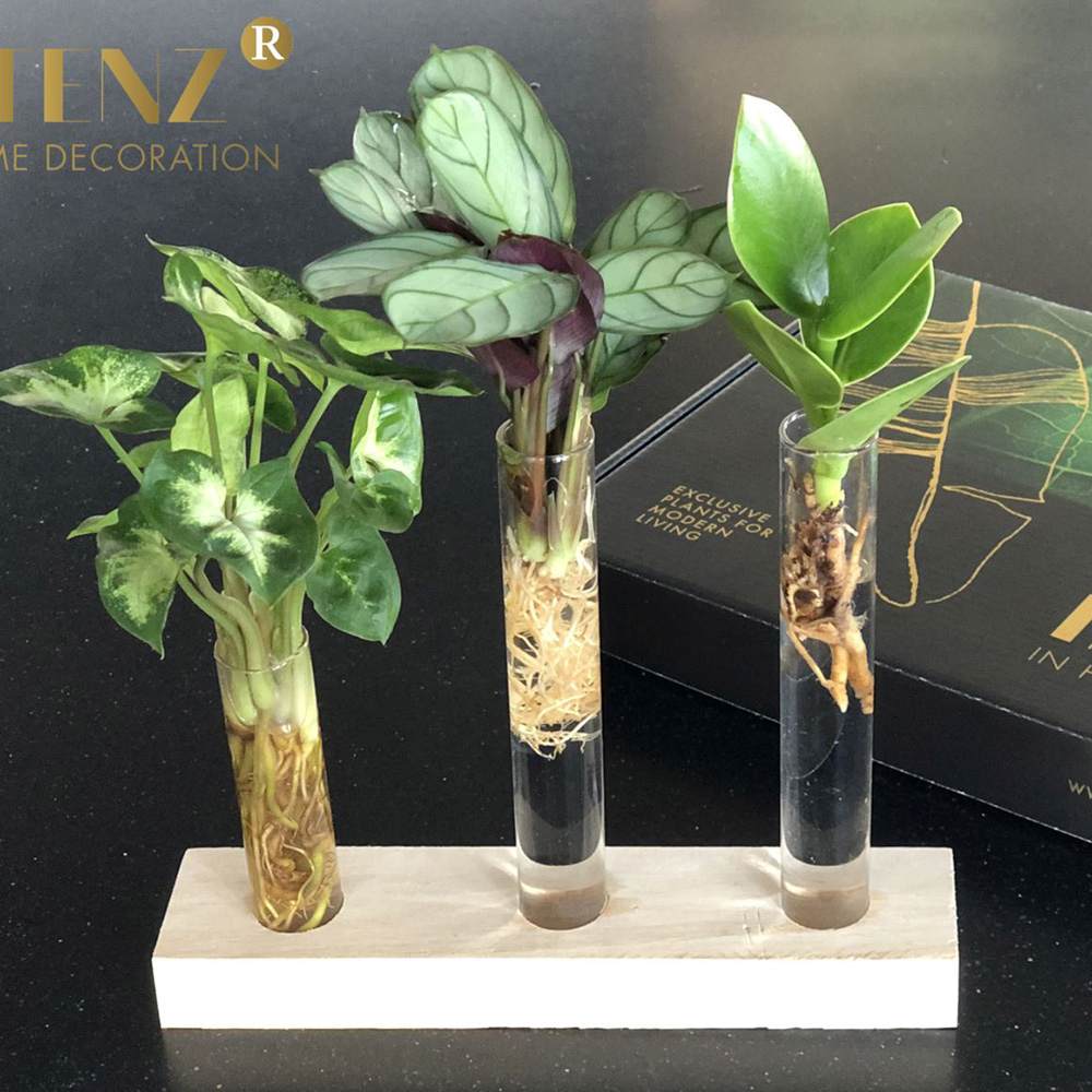 Kit complet "prima mea planta hidroponica'', cutie cadou plante hidroponice, set decorativ cu 3 pahare si suport din lemn, crestere fara pamant, pentru incepatori