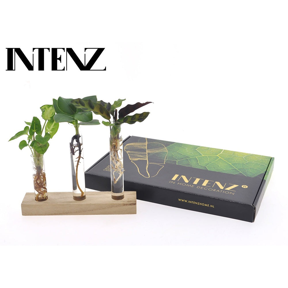 Kit complet "prima mea planta hidroponica'', cutie cadou plante hidroponice, set decorativ cu 3 pahare si suport din lemn, crestere fara pamant, pentru incepatori