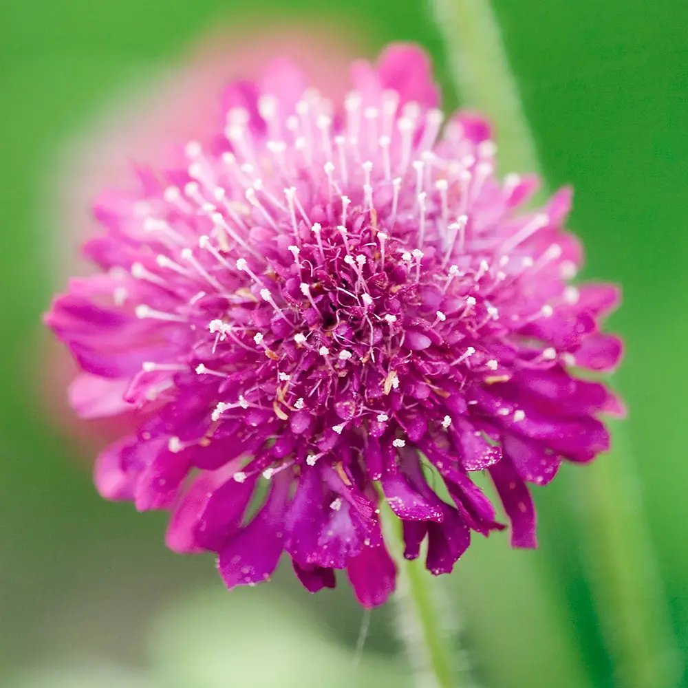 Knautia Melton Pastels, planta perena cu flori Ppastelate pentru polenizatori si gradini naturale