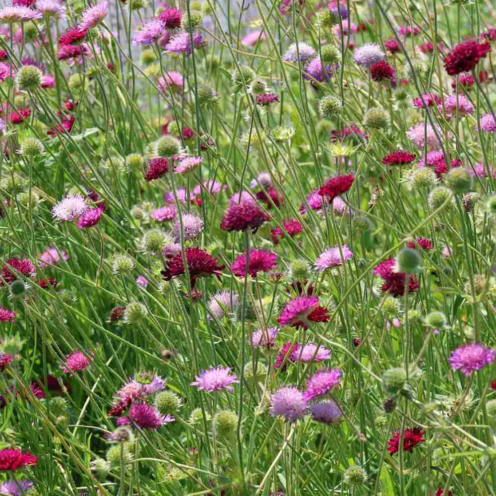 Knautia Melton Pastels, planta perena cu flori Ppastelate pentru polenizatori si gradini naturale