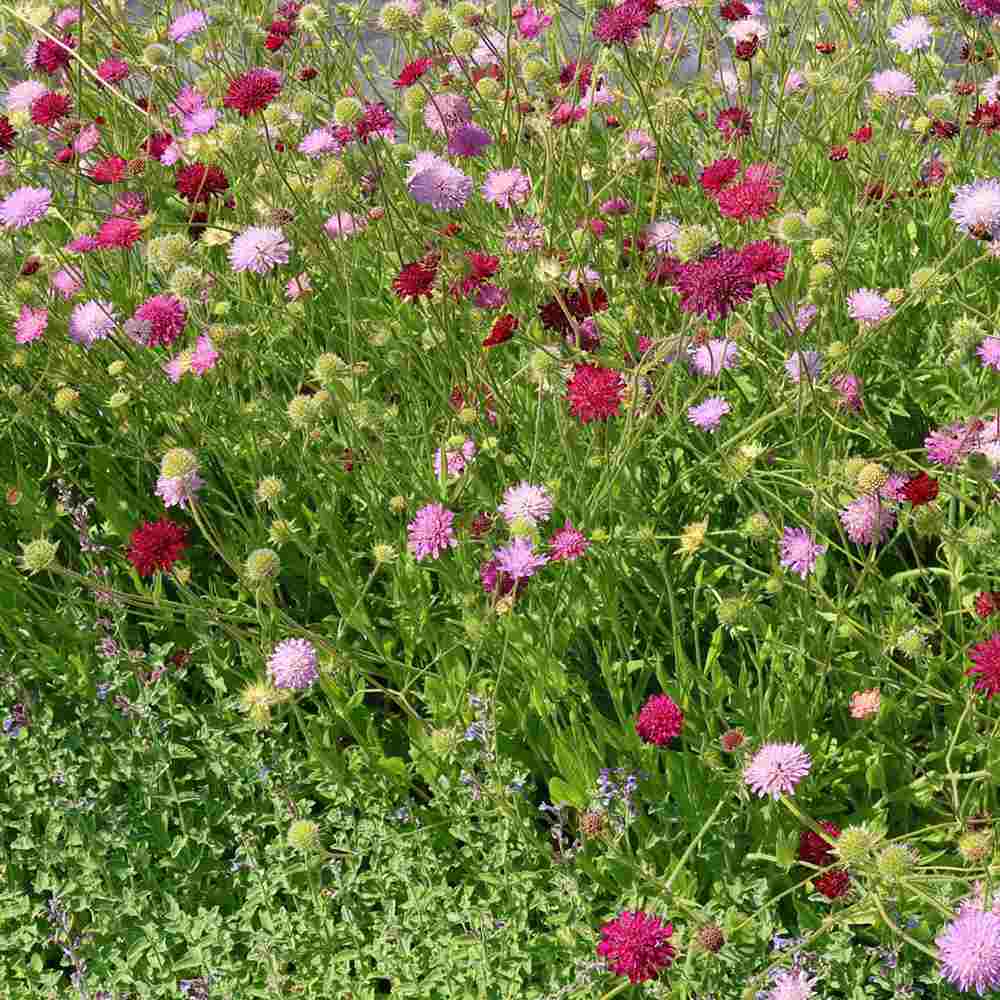 Knautia Melton Pastels, planta perena cu flori Ppastelate pentru polenizatori si gradini naturale