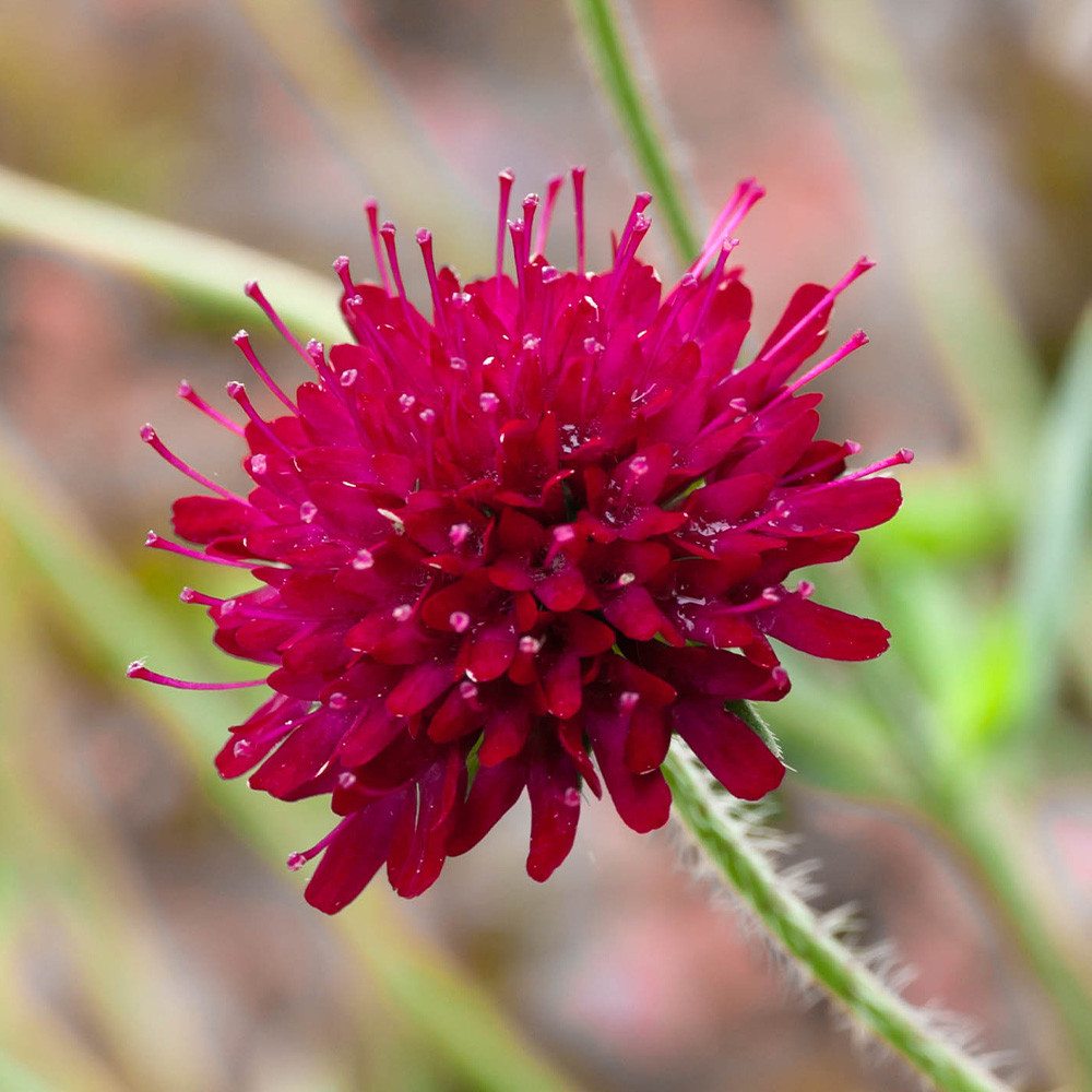 Knautia macedonica, planta perena cu flori bordo pentru polenizatori