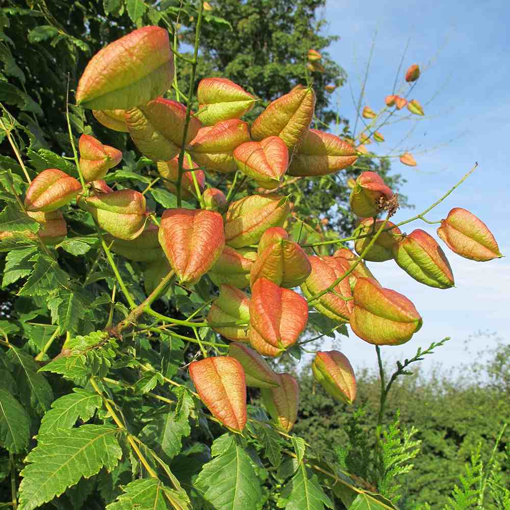 Arborele Lampion (Koelreuteria paniculata), arbore decorativ cu flori galbene, rezistent la seceta si ger