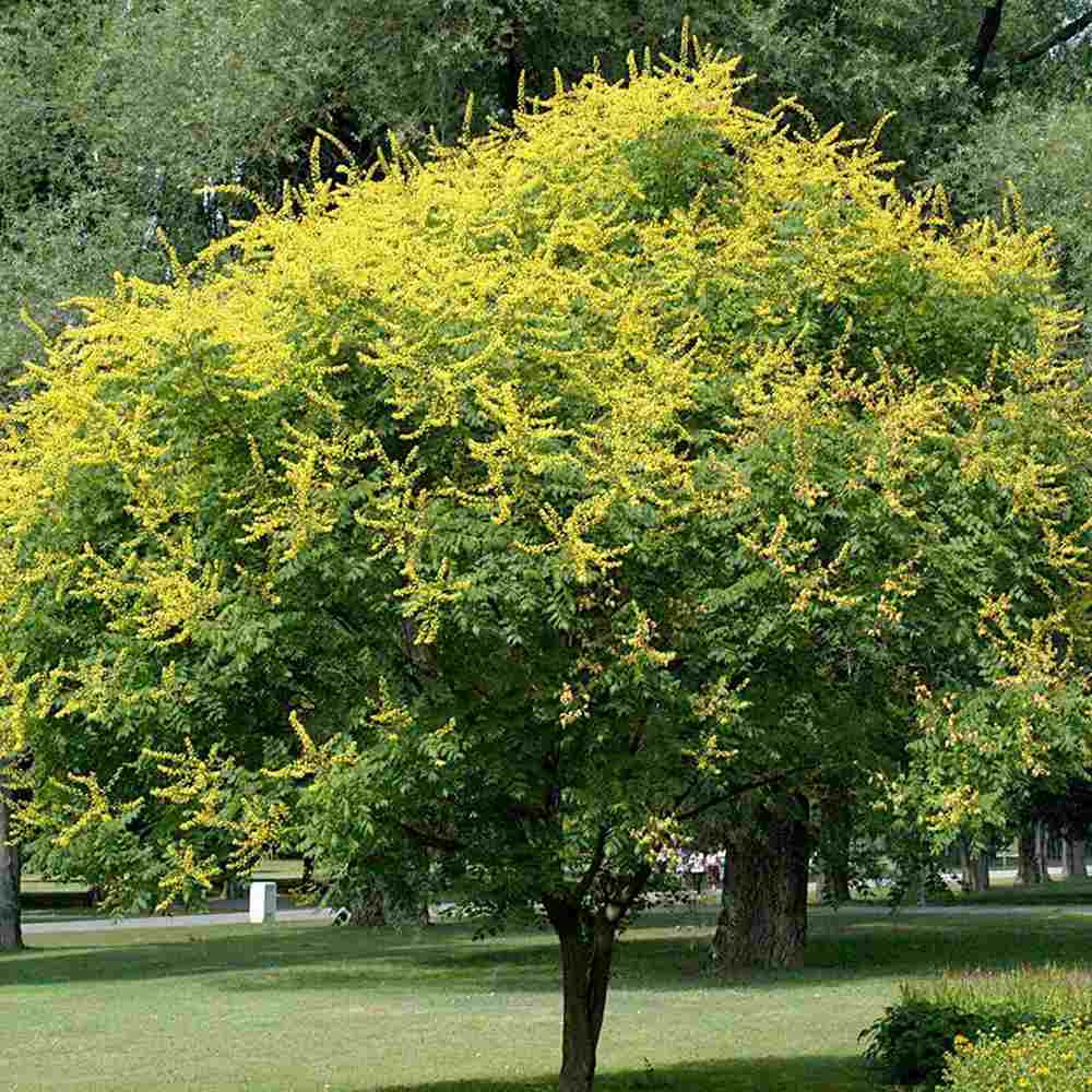 Arborele Lampion (Koelreuteria paniculata), arbore decorativ cu flori galbene, rezistent la seceta si ger
