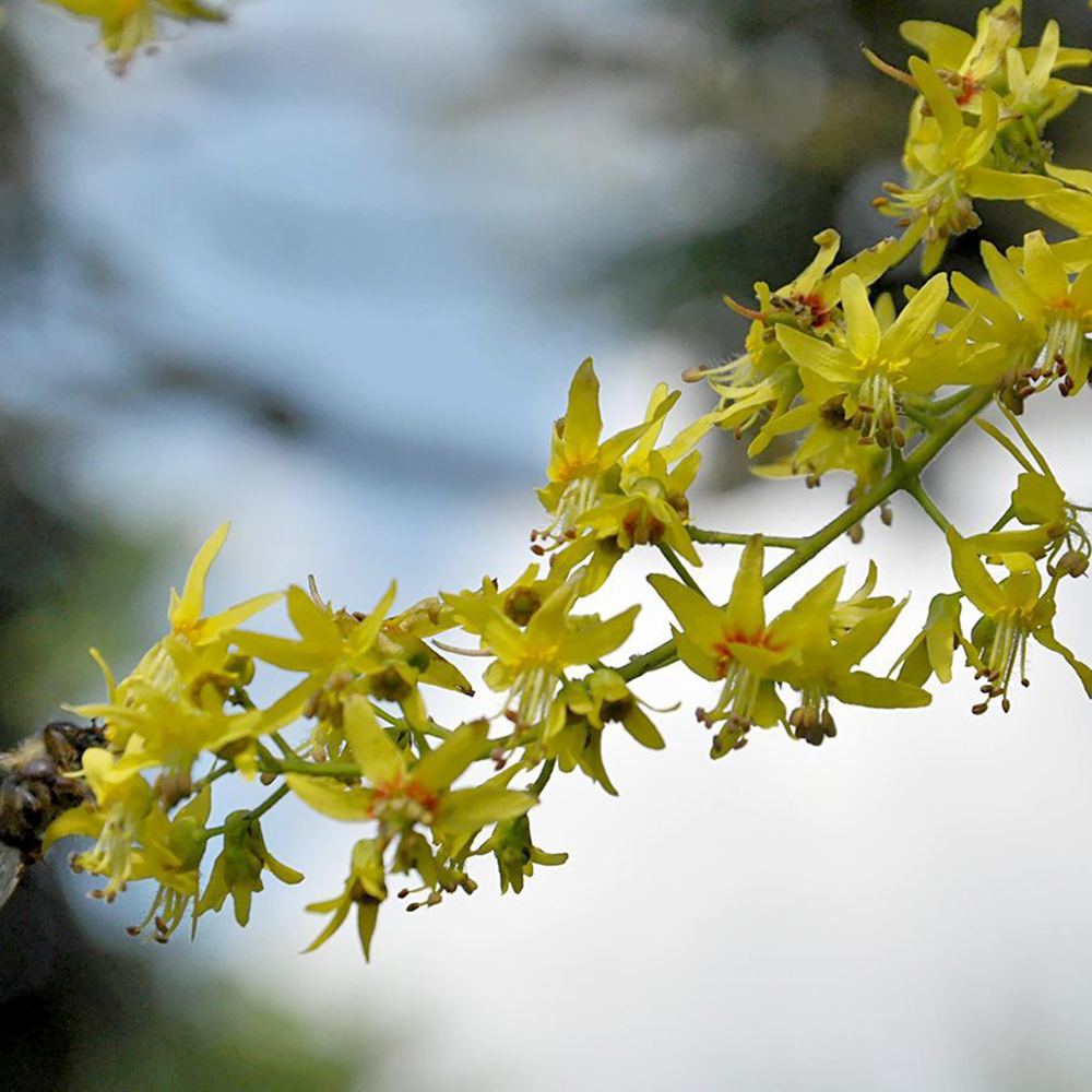 Arborele Lampion (Koelreuteria paniculata), arbore decorativ cu flori galbene, rezistent la seceta si ger