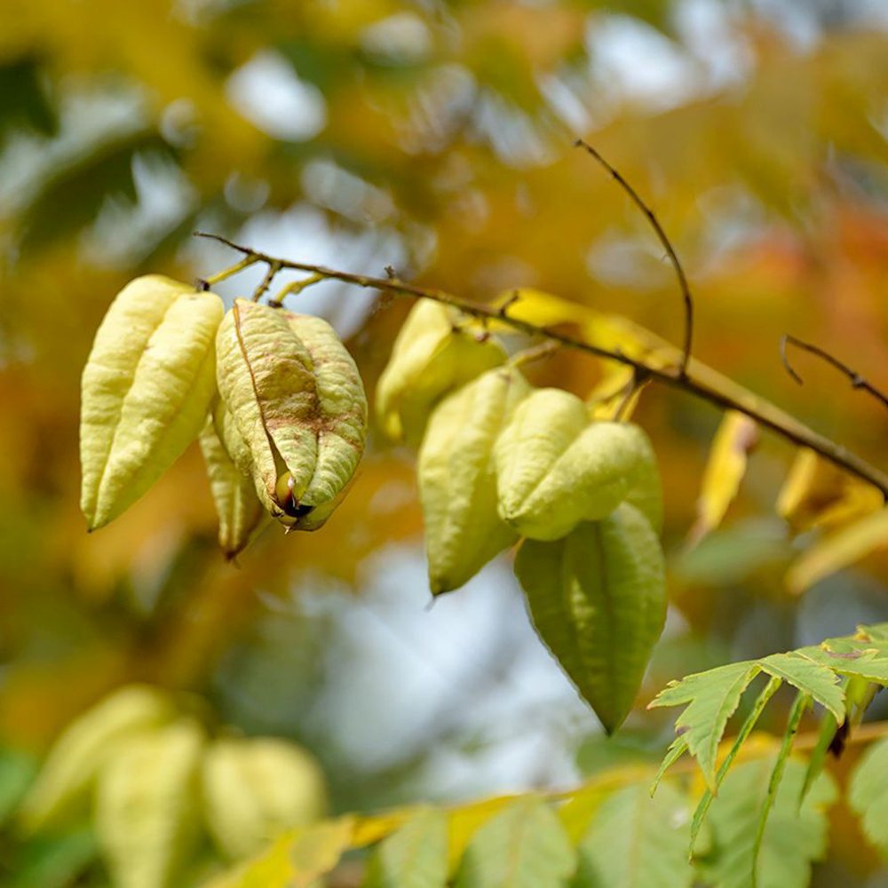 Arborele Lampion (Koelreuteria paniculata), arbore decorativ cu flori galbene, rezistent la seceta si ger