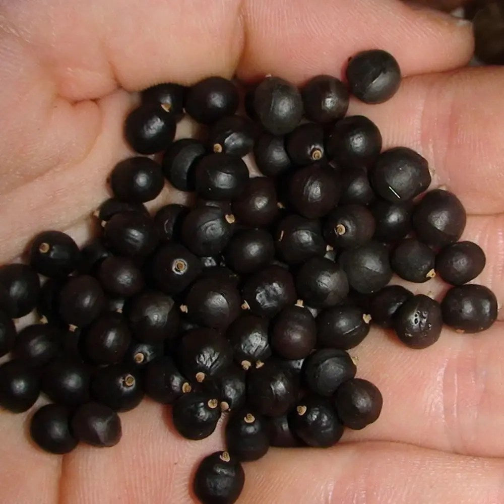 Arborele Lampion (Koelreuteria paniculata), arbore decorativ cu flori galbene, rezistent la seceta si ger