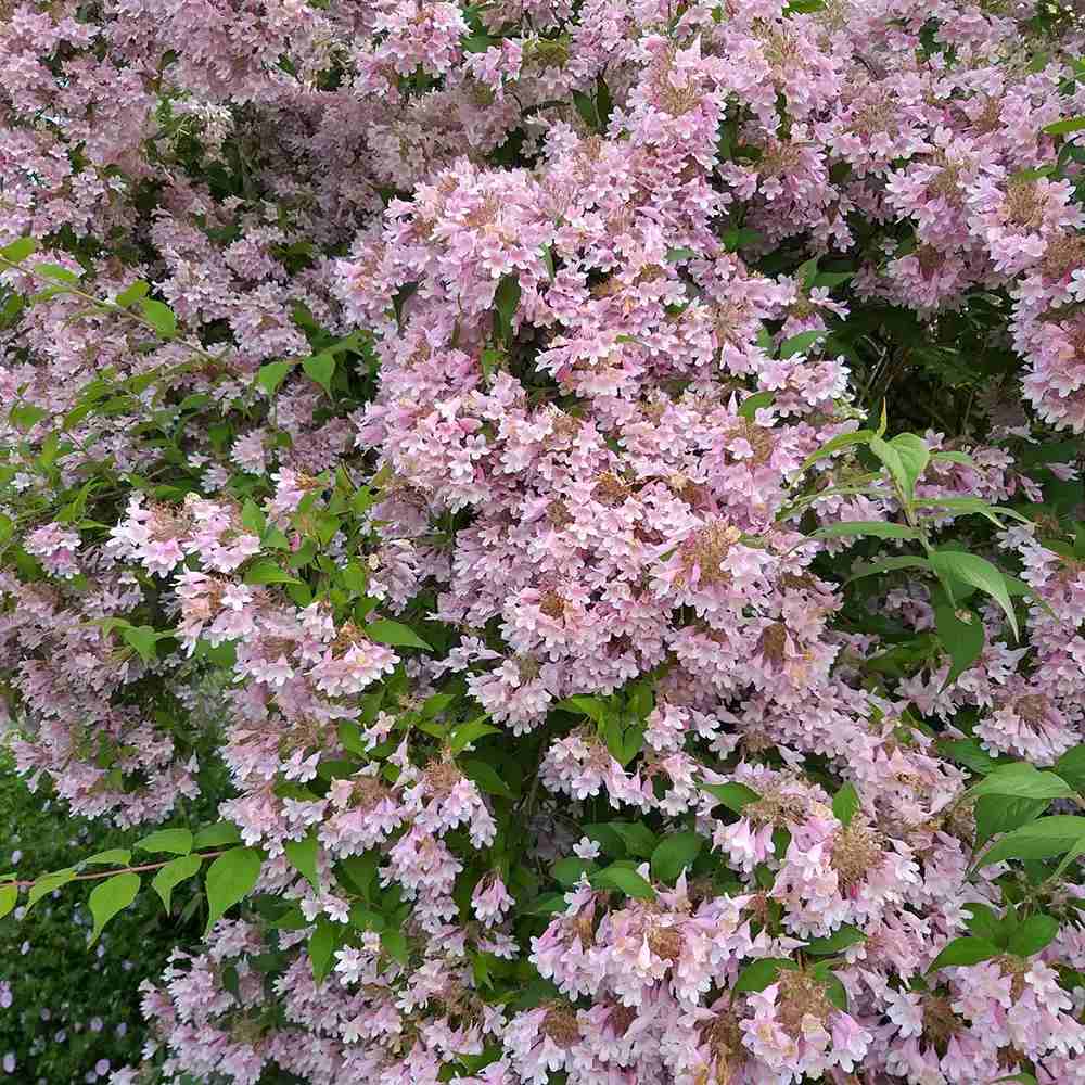 Arbustul frumusetii (Kolkwitzia amabilis) Pink Cloud, flori roz parfumate, rezistent la frig