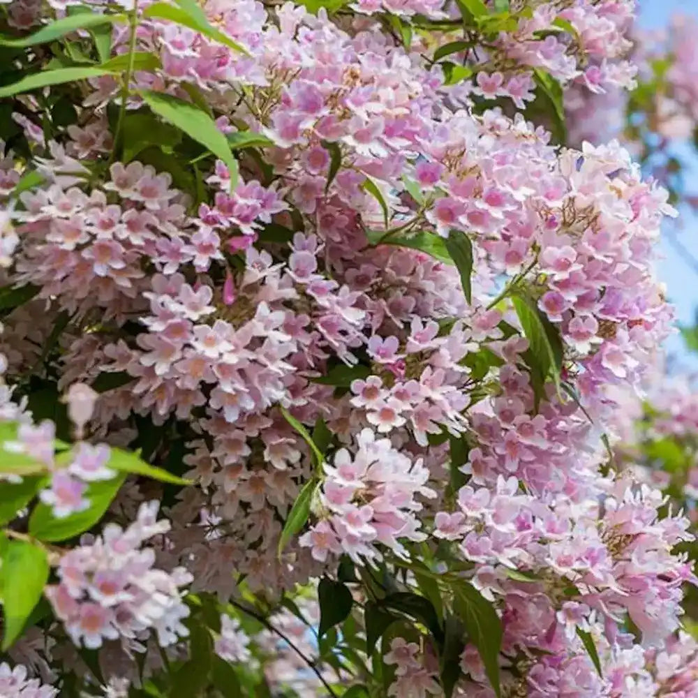 Arbustul frumusetii (Kolkwitzia amabilis) Pink Cloud, flori roz parfumate, rezistent la frig