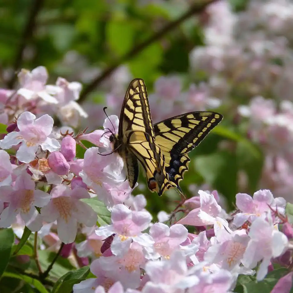 Arbustul frumusetii (Kolkwitzia amabilis) Pink Cloud, flori roz parfumate, rezistent la frig