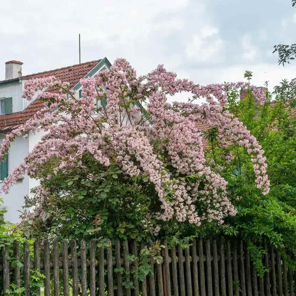 Arbustul frumusetii (Kolkwitzia amabilis) Pink Cloud, flori roz parfumate, rezistent la frig