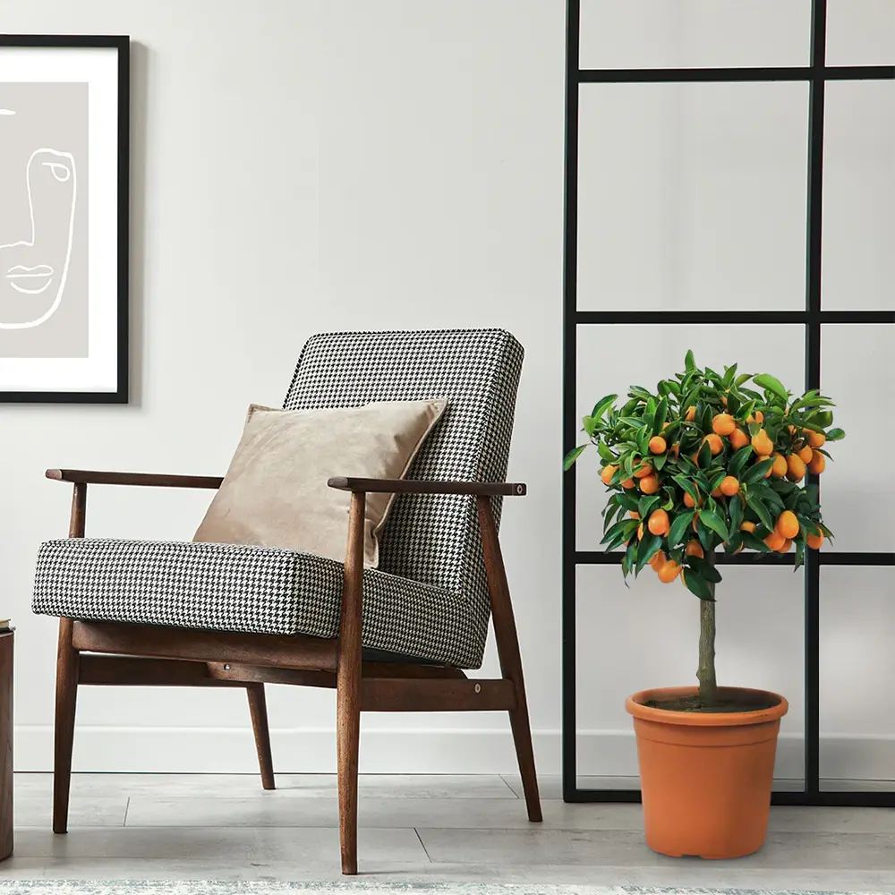 Pom Portocal Margarita Kumquat - 60 cm, cu fructe dulci la exterior si acrisoare la interior, an 2 pe rod