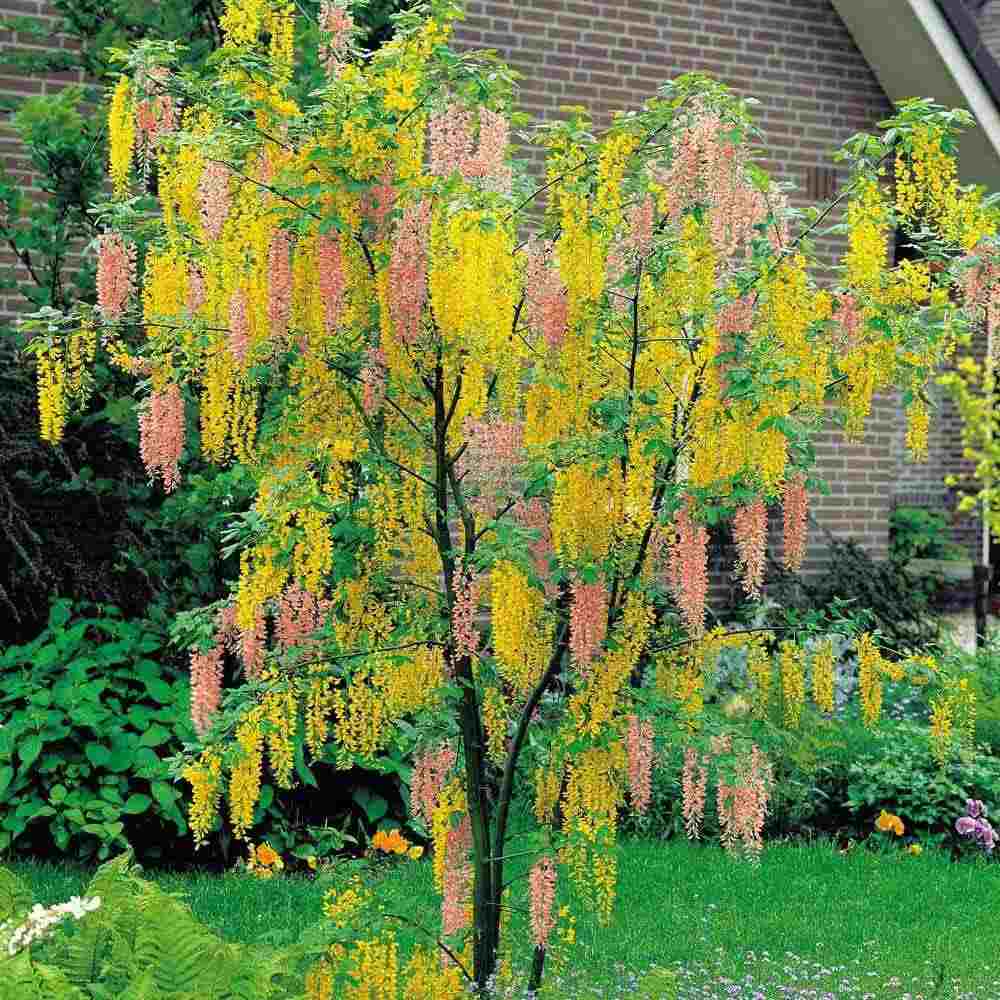 Salcamul Lui Adam (Laburnocytisus Adamii), cu flori galbene si roz decorative, rezistent la ger, ideal pentru gradini insorite