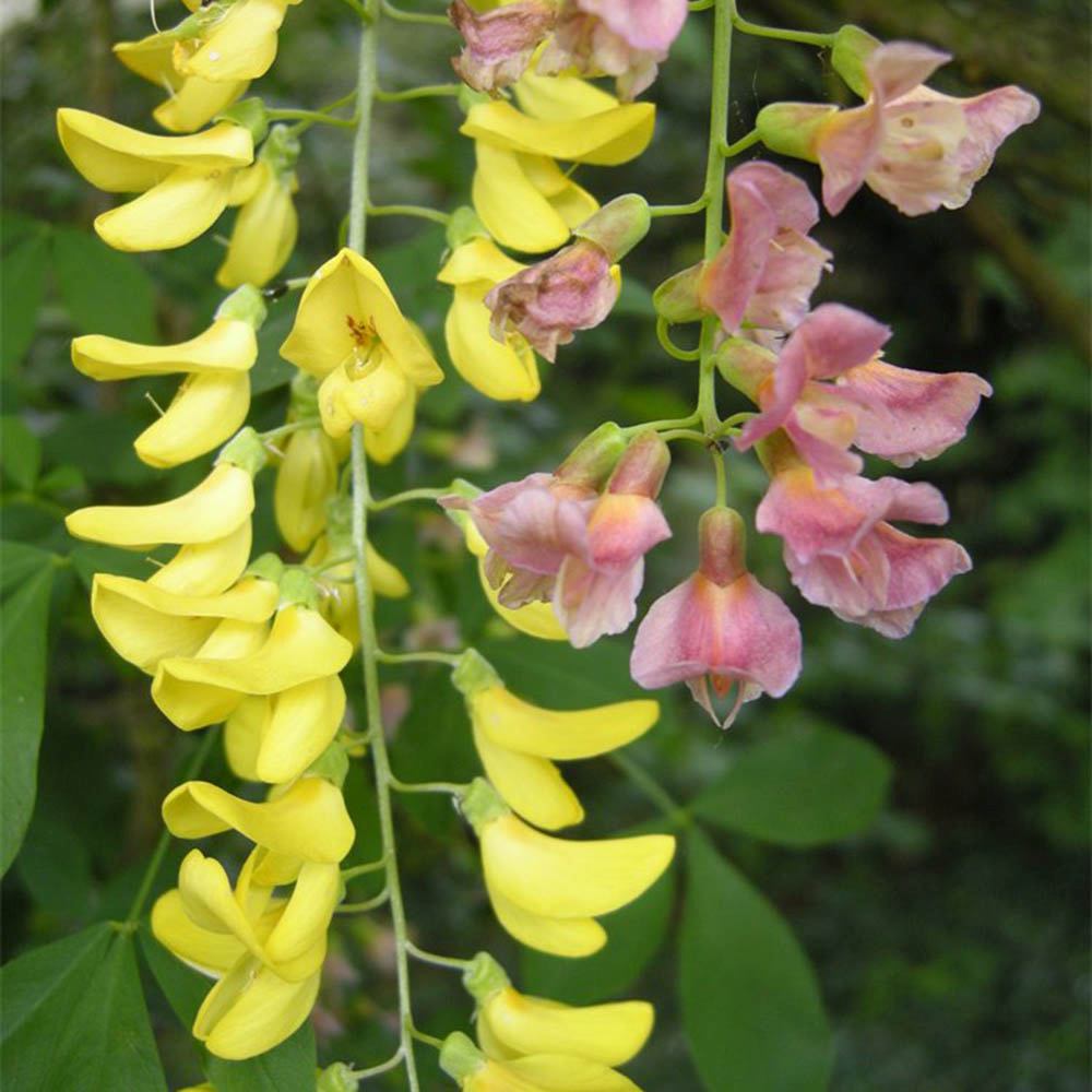 Salcamul Lui Adam (Laburnocytisus Adamii), cu flori galbene si roz decorative, rezistent la ger, ideal pentru gradini insorite