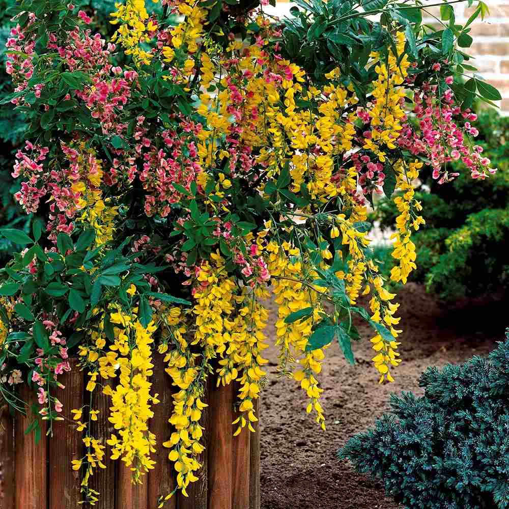 Salcamul Lui Adam (Laburnocytisus Adamii), cu flori galbene si roz decorative, rezistent la ger, ideal pentru gradini insorite