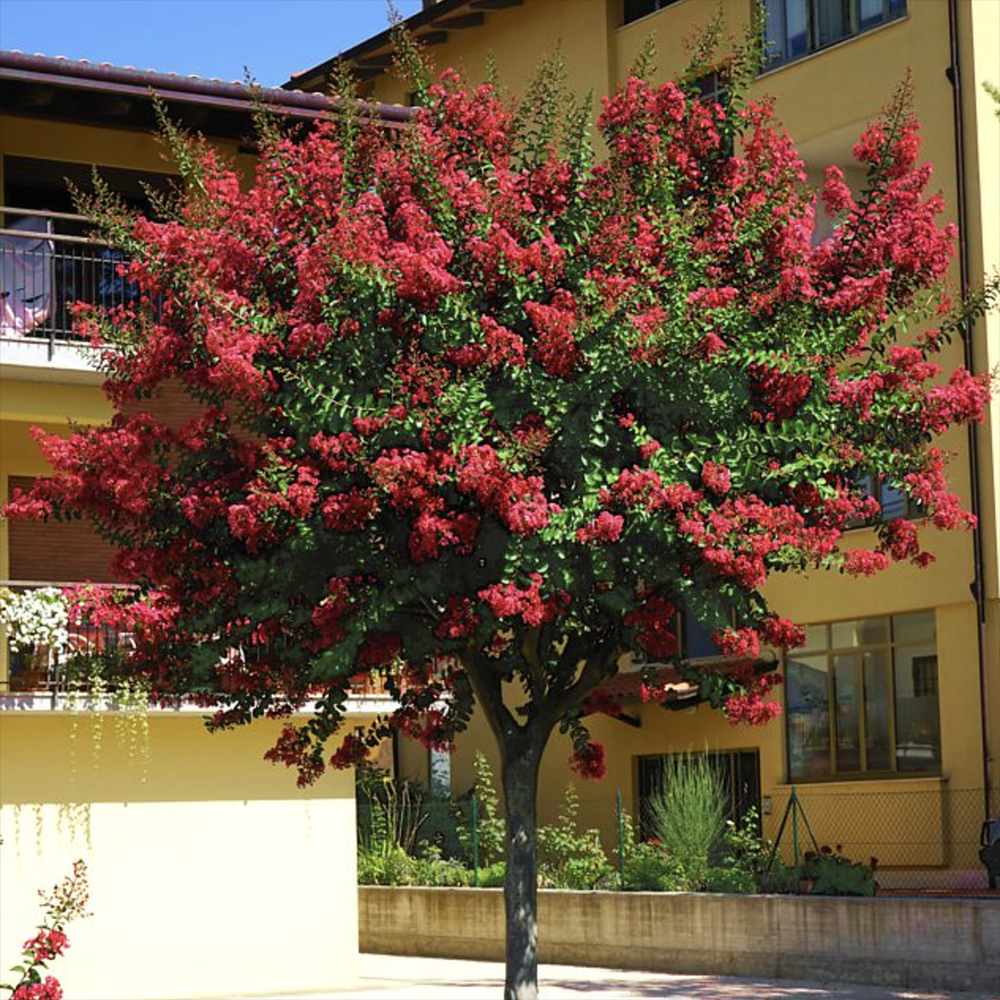 Liliac Indian Copac Enduring Summer Red (Lagerstroemia Indica), copac compact cu flori rosu- intens, inflorire continua