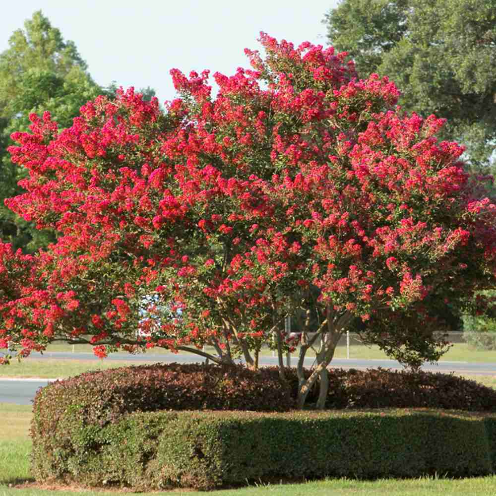 Liliac Indian Copac Enduring Summer Red (Lagerstroemia Indica), copac compact cu flori rosu- intens, inflorire continua