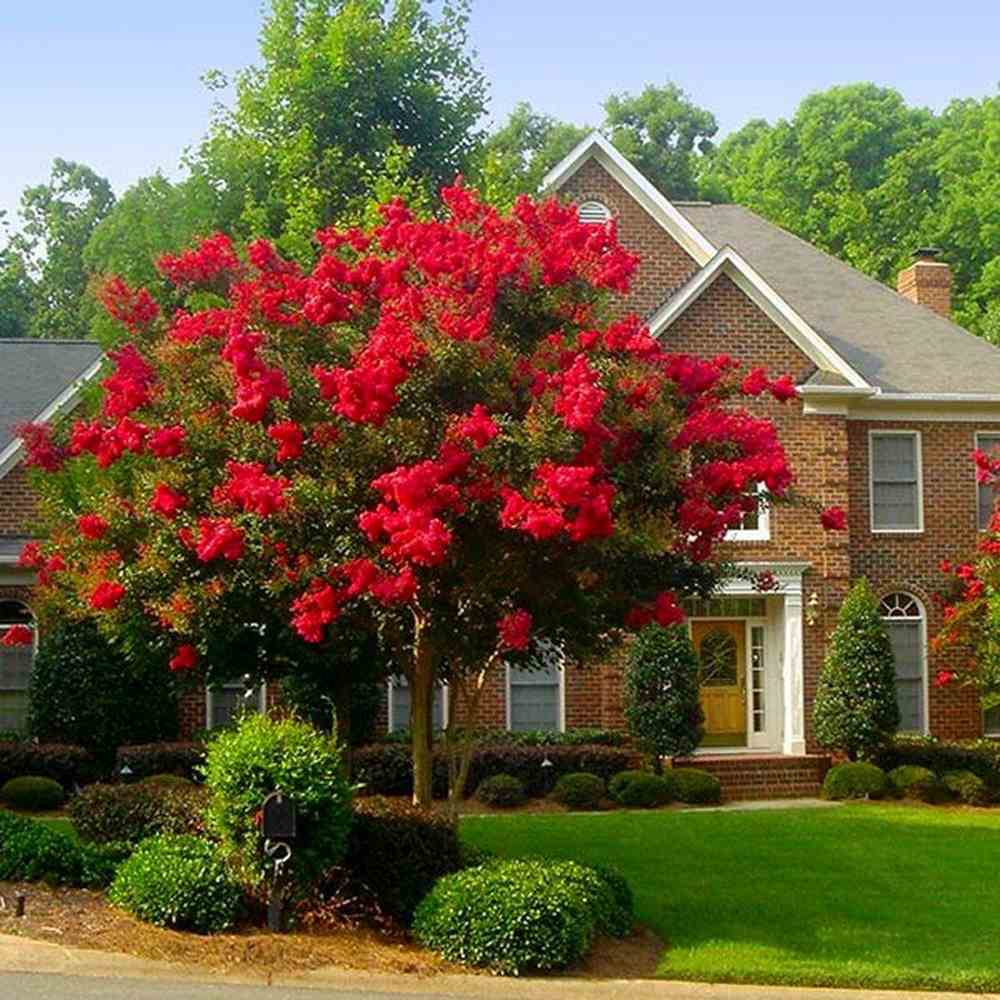 Liliac Indian Copac Enduring Summer Red (Lagerstroemia Indica), copac compact cu flori rosu- intens, inflorire continua