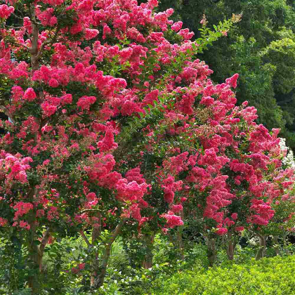 Liliac Indian Arbustiv Tuskegee, arbore de vara cu flori roz-rosu-intens, inflorire lunga, crestere rapida