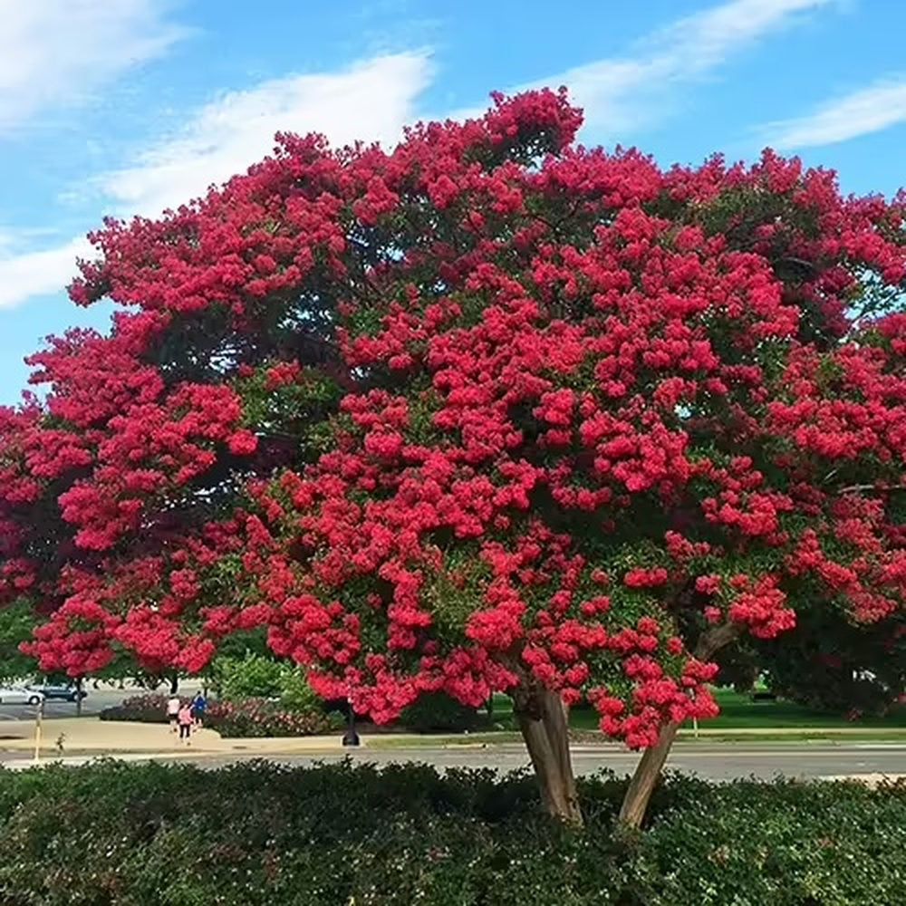 Liliac Indian Arbustiv Dynamite (Lagerstroemia), cu flori rosu intens, inflorire lunga si crestere rapida