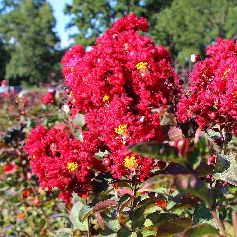 Lagerstroemia Indica Copac Double Feature, arbore compact cu flori roz-fucsia, inflorire lunga