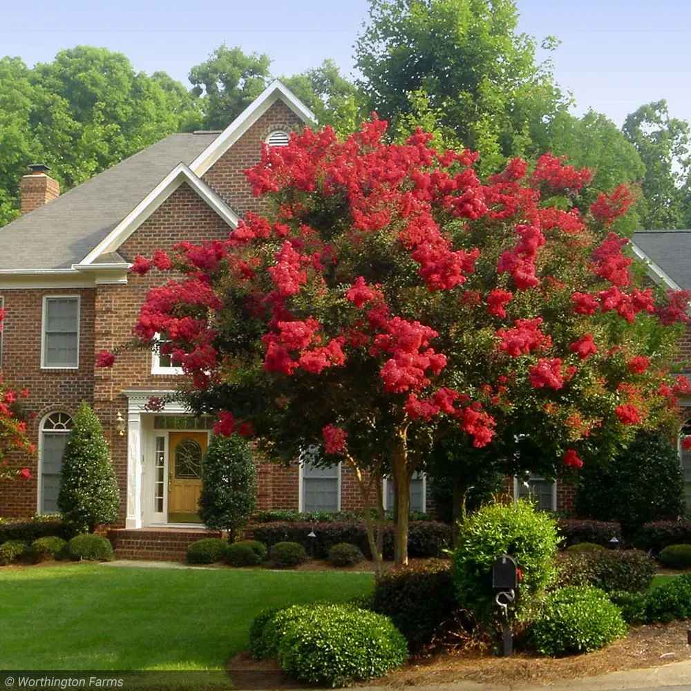 Lagerstroemia Indica Copac Double Feature, arbore compact cu flori roz-fucsia, inflorire lunga