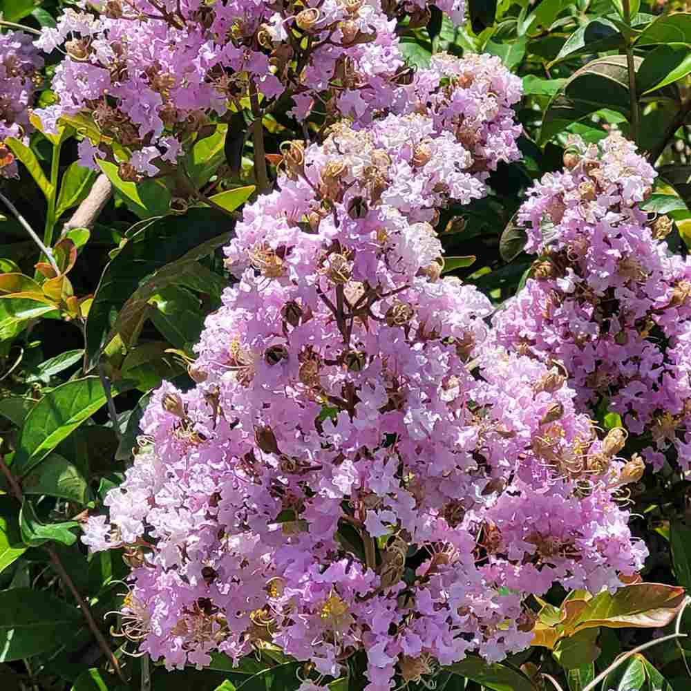 Liliac Indian Arbustiv Muskogee, arbore de vara cu flori mov-lavanda, inflorire cea mai lunga, crestere rapida