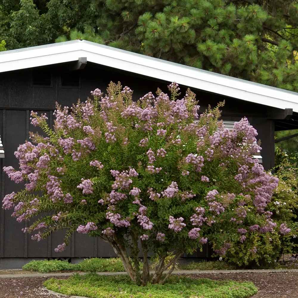 Liliac Indian Arbustiv Muskogee, arbore de vara cu flori mov-lavanda, inflorire cea mai lunga, crestere rapida