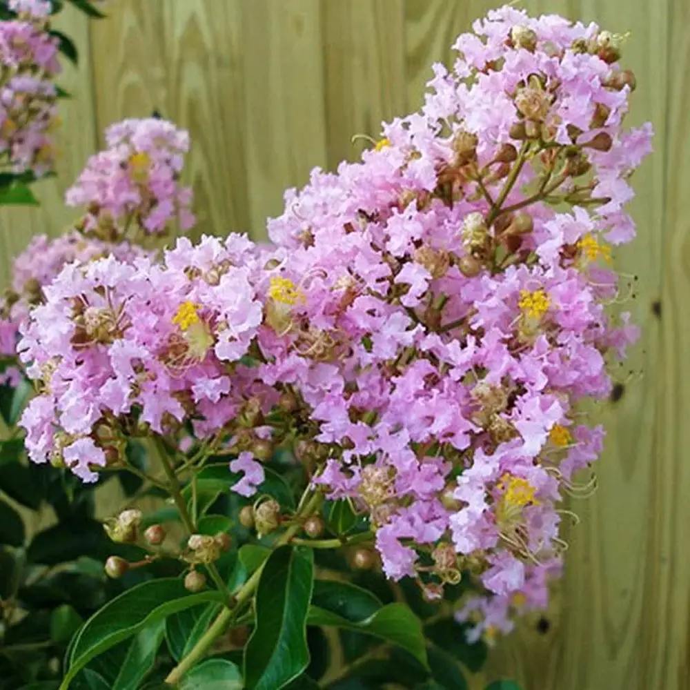 Liliac Indian Arbustiv Muskogee, arbore de vara cu flori mov-lavanda, inflorire cea mai lunga, crestere rapida