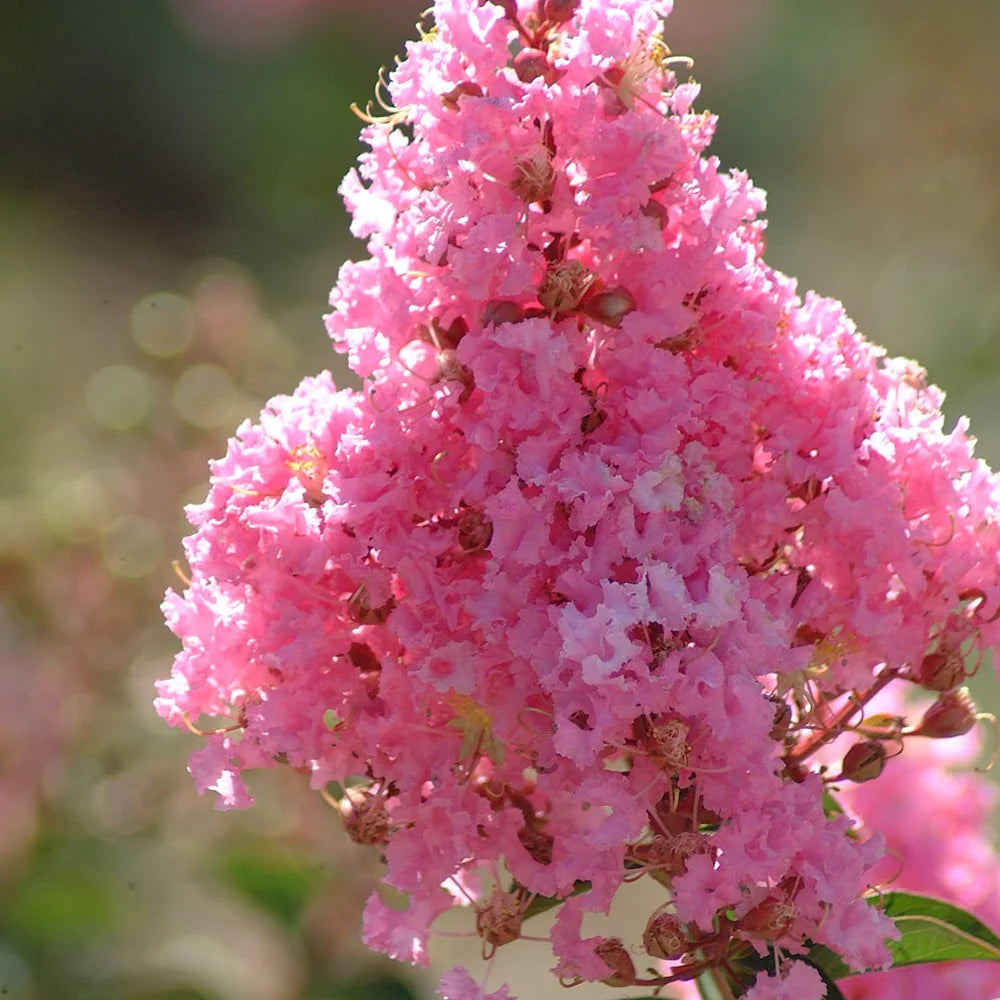 Liliac Indian Copac Sioux (Lagerstroemia), arbore de vara cu flori roz intens vara, inflorire lunga, rezistent la seceta pentru gradini insorite