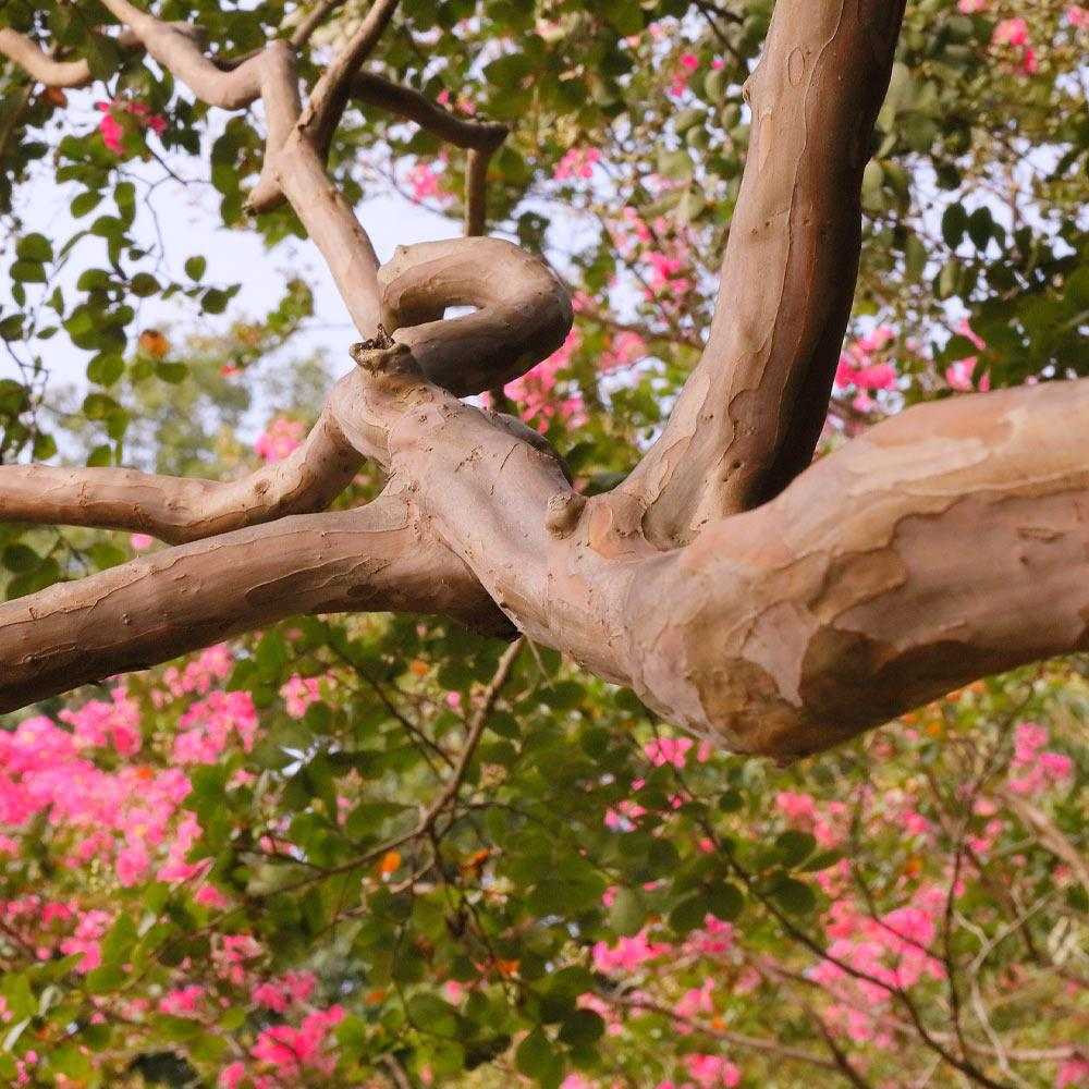 Liliac Indian Copac Tuscarora (Lagerstroemia), arbore de vara cu flori roz coral intens vara, inflorire lunga, rezistent la seceta pentru gradini insorite