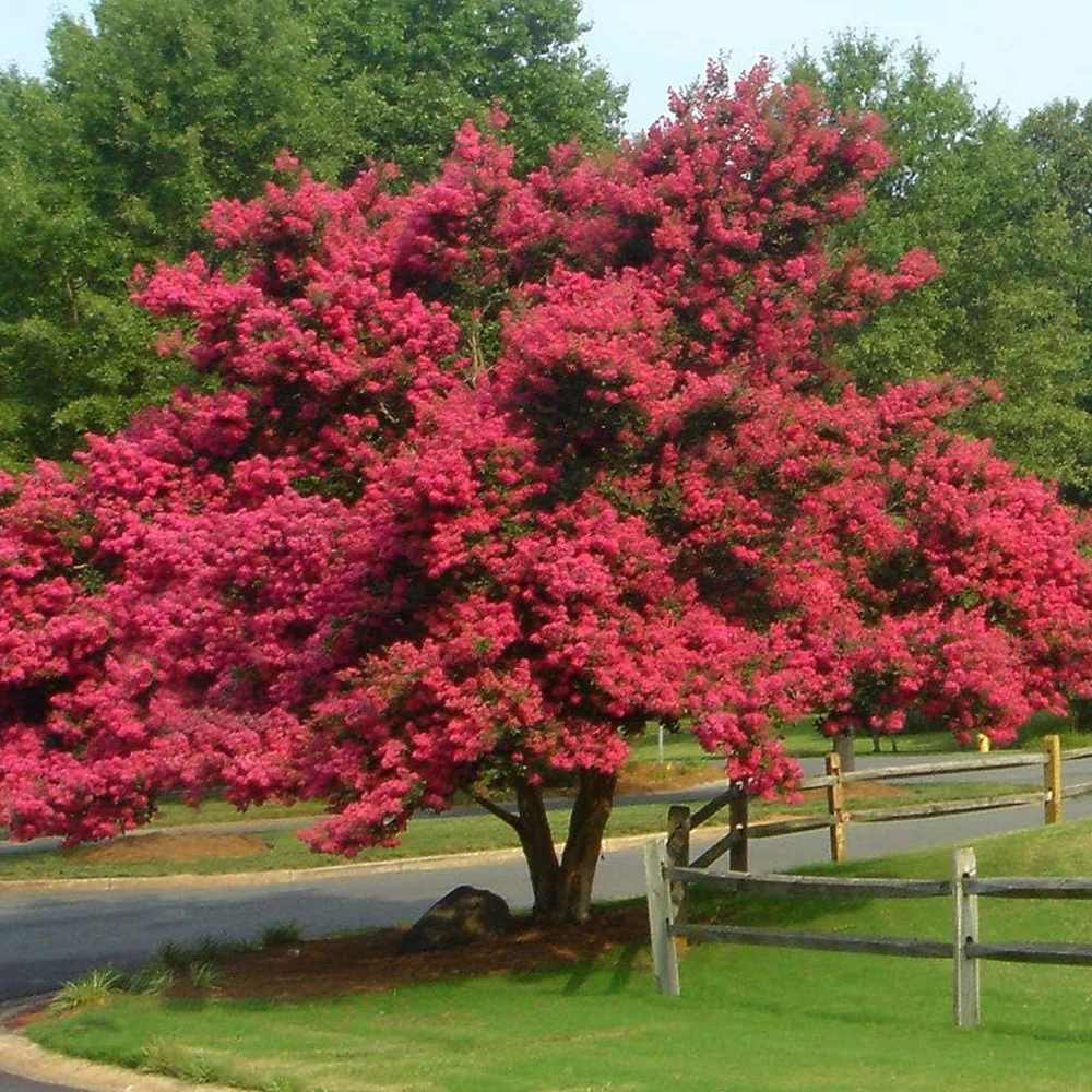 Liliac Indian Copac Tuscarora (Lagerstroemia), arbore de vara cu flori roz coral intens vara, inflorire lunga, rezistent la seceta pentru gradini insorite