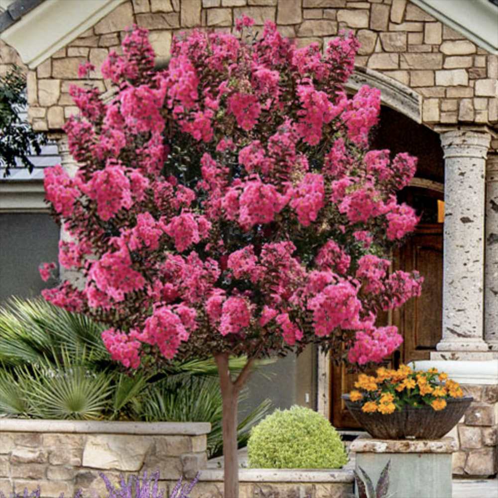 Liliac Indian Arbustiv Tuskegee, arbore de vara cu flori roz-rosu-intens, inflorire lunga, crestere rapida