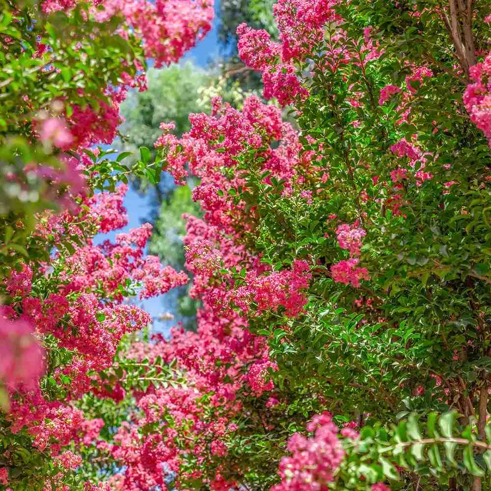 Liliac Indian Arbustiv Tuskegee, arbore de vara cu flori roz-rosu-intens, inflorire lunga, crestere rapida