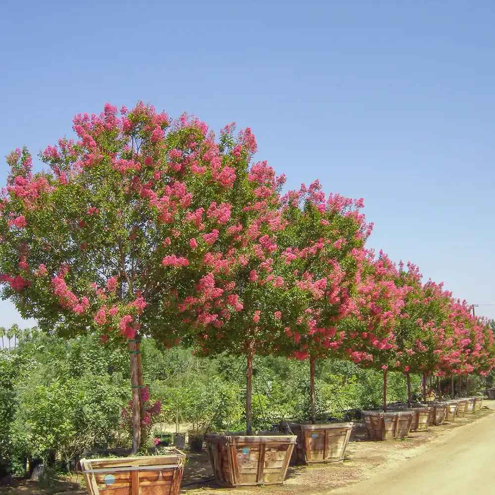 Liliac Indian Arbustiv Tuskegee, arbore de vara cu flori roz-rosu-intens, inflorire lunga, crestere rapida