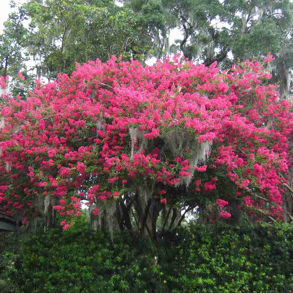 Liliac Indian Arbustiv Tuskegee, arbore de vara cu flori roz-rosu-intens, inflorire lunga, crestere rapida