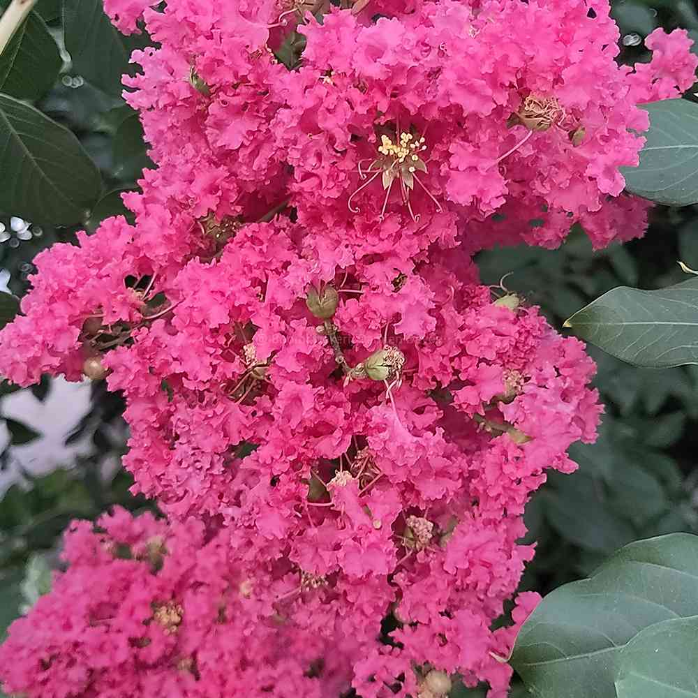 Liliac Indian Arbustiv Tuskegee, arbore de vara cu flori roz-rosu-intens, inflorire lunga, crestere rapida