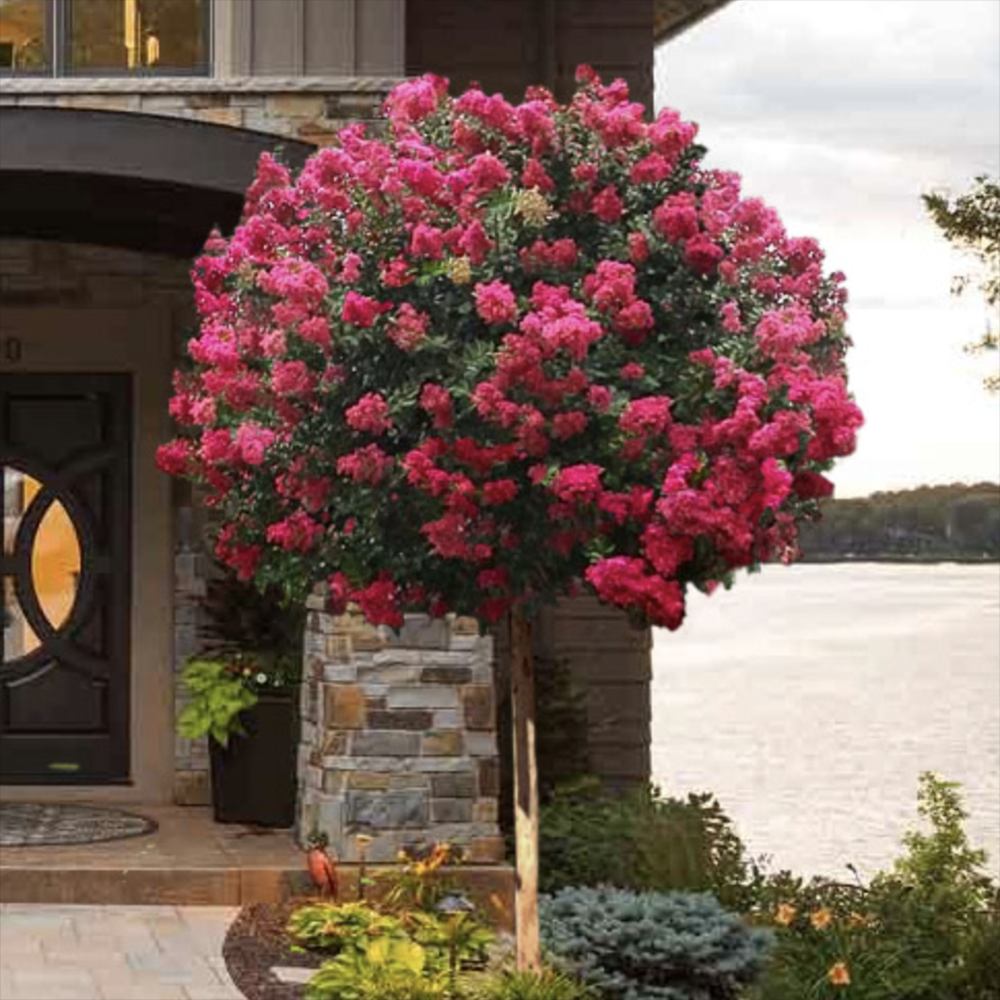 Liliac Indian Arbustiv Tuskegee, arbore de vara cu flori roz-rosu-intens, inflorire lunga, crestere rapida