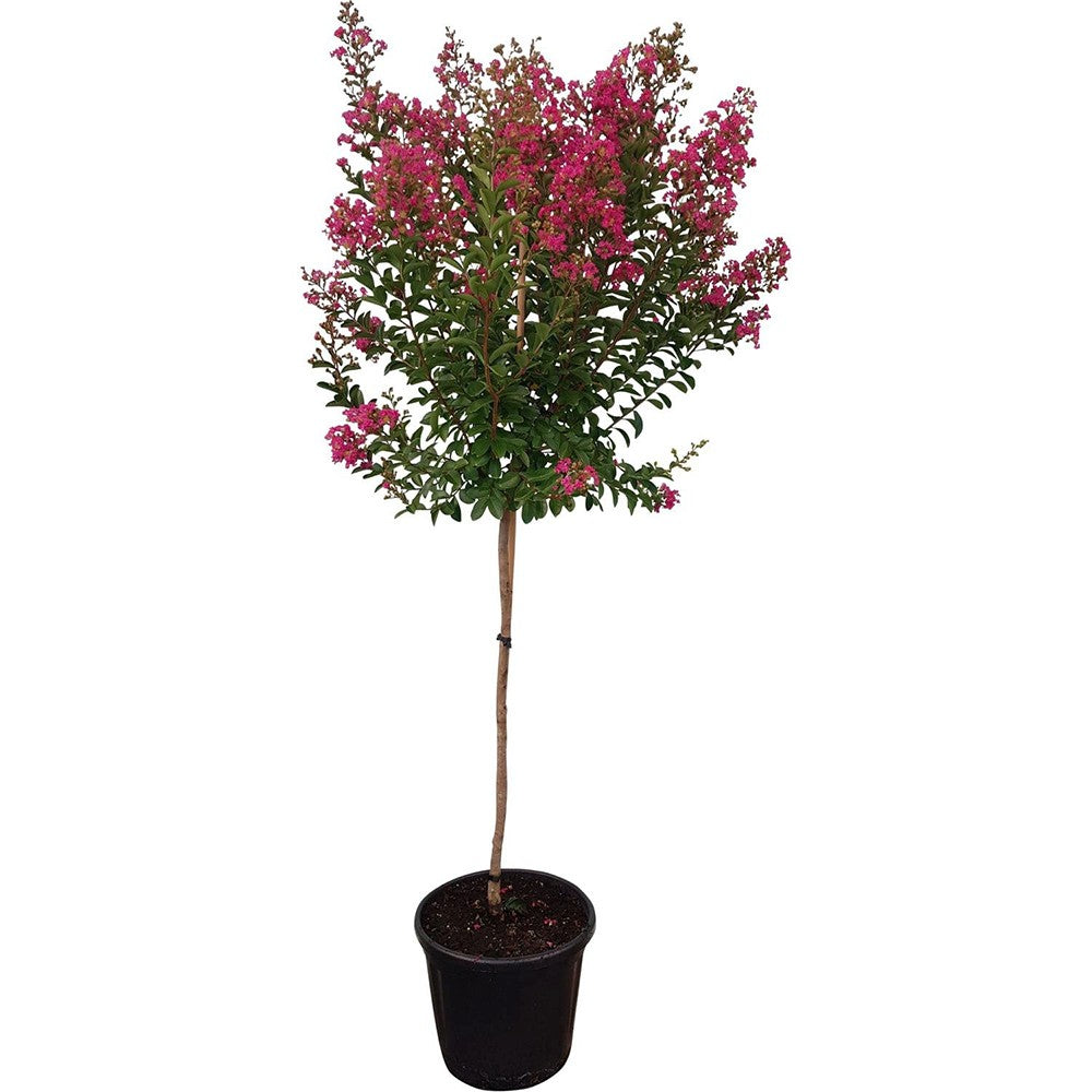 Liliac Indian Copac Dynamite (Lagerstroemia), arbore de vara cu flori rosii intens, inflorire lunga si crestere rapida