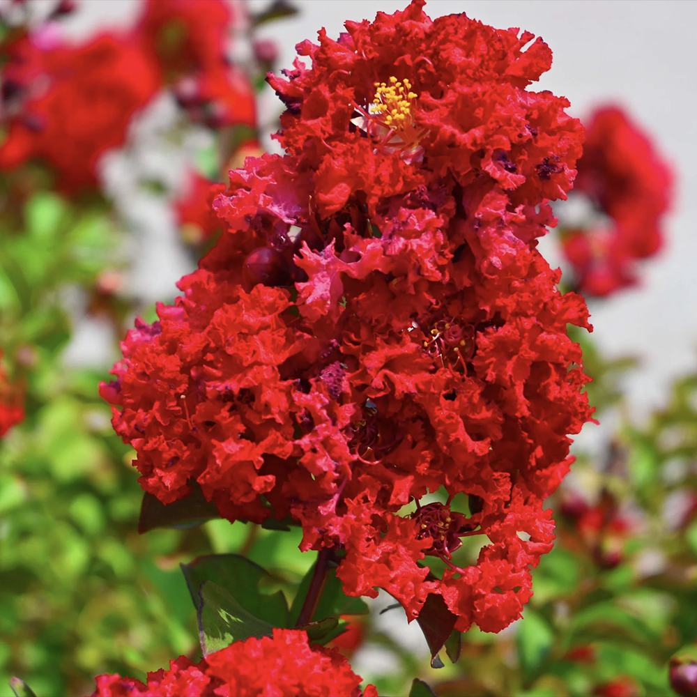 Liliac Indian Copac Dynamite (Lagerstroemia), arbore de vara cu flori rosii intens, inflorire lunga si crestere rapida