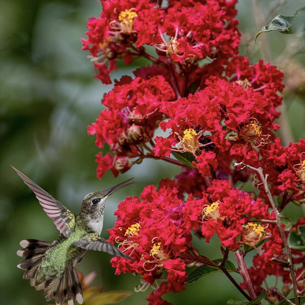 Liliac Indian Arbustiv Red Imperator, arbore de vara cu flori rosu-intens, inflorire lunga, crestere rapida