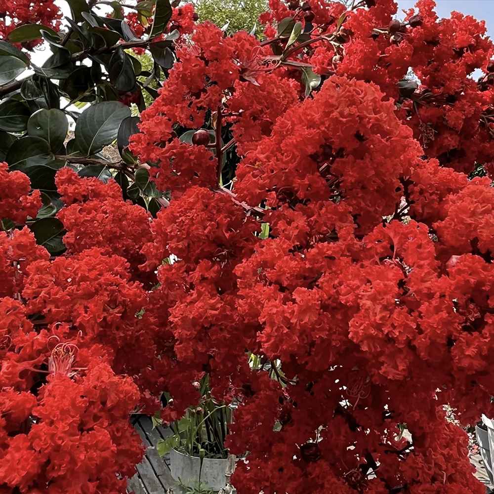 Liliac Indian Arbustiv Red Imperator, arbore de vara cu flori rosu-intens, inflorire lunga, crestere rapida