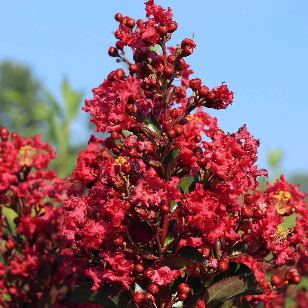 Liliac Indian Arbustiv Red Imperator, arbore de vara cu flori rosu-intens, inflorire lunga, crestere rapida